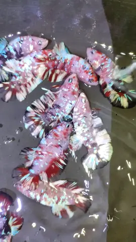 penikmat proses 😁 kita readykan bahan barongsai male only partai ready🥳 #cupanghias #plakatbarongsai #salehhobettacolection #pengusahamuda #pengusahasukses 