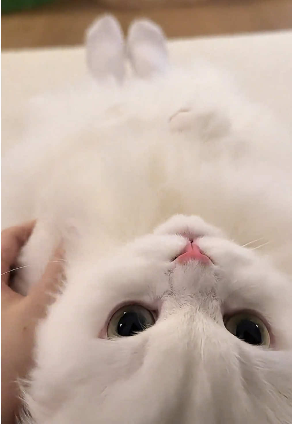 So cute #cutecat #pet #kucing #kitty 