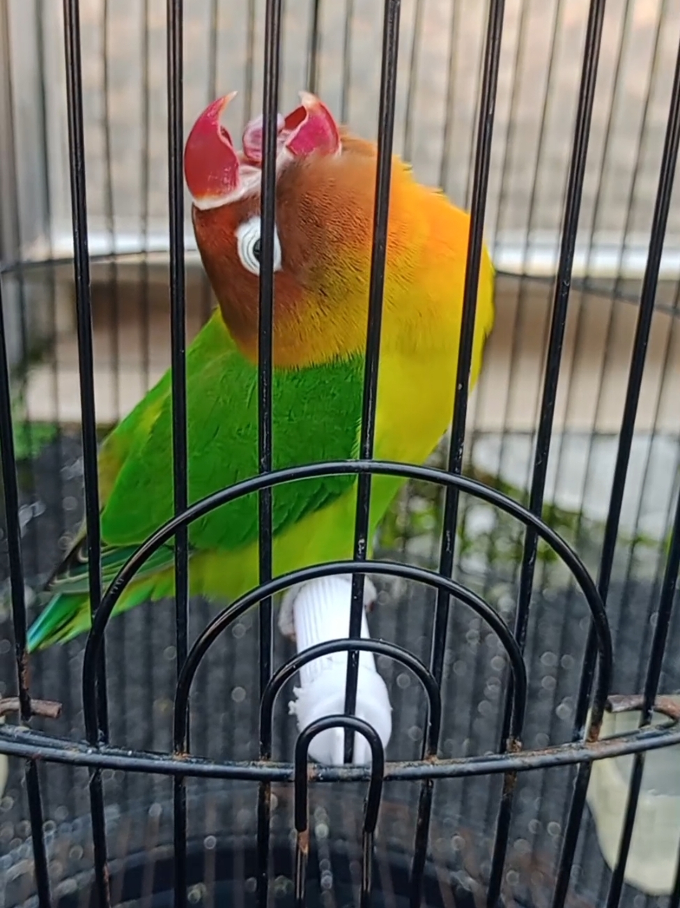 konslet jantan pasangan #konslet  #kicaumania  #semuaorang  #lovebird 