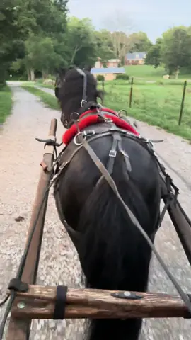 Prince showing off one of of his many talents #Princetheminihorse #ponyandcart #talentedpony 