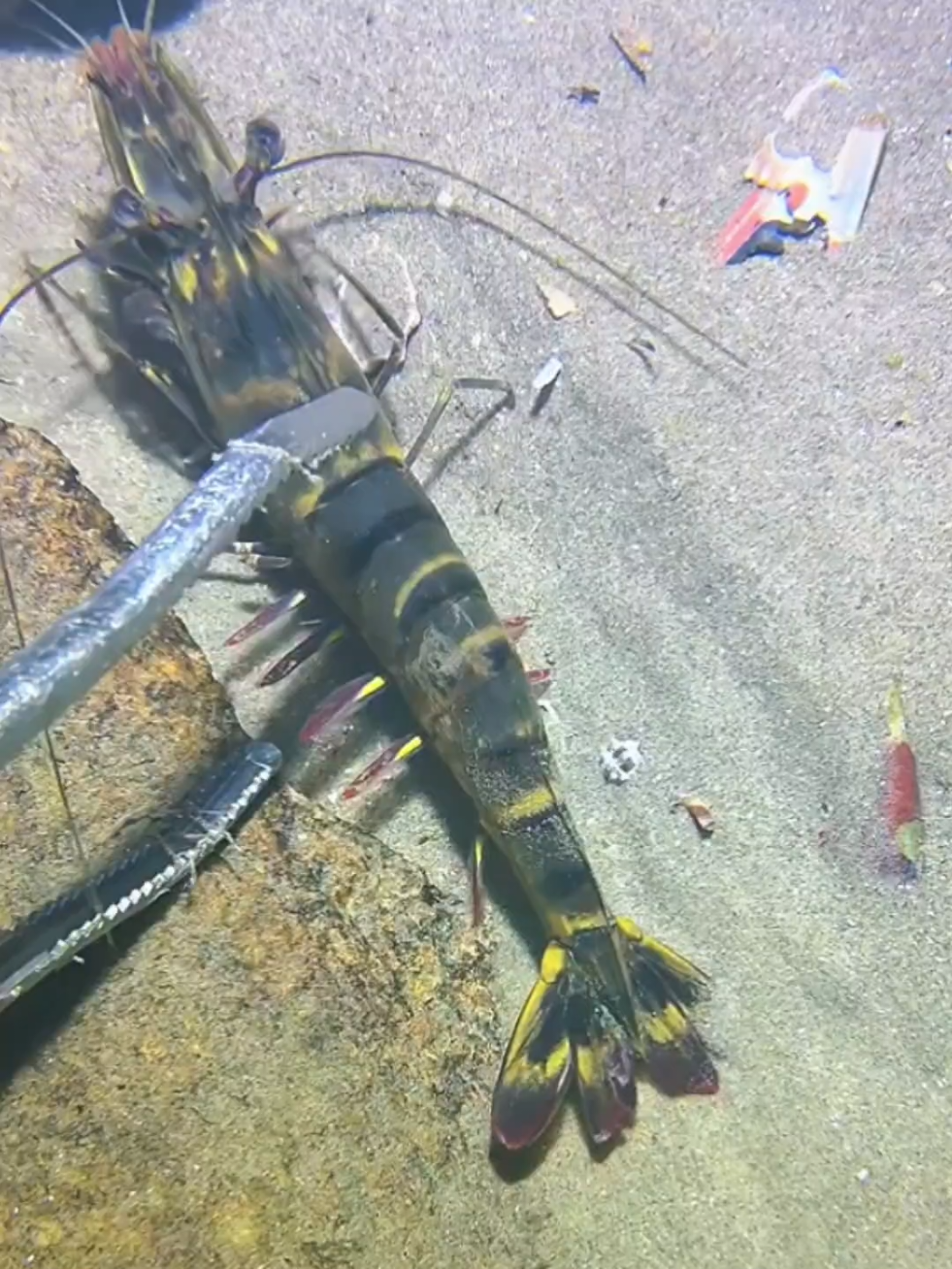 #diving #crab #catchthesea #seaside #seafood #fish #eel #lobster #seangsolofishing