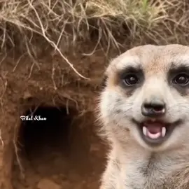 Saudi Arab wala malgaru.🙂😀 #funny #video 