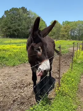 The happy little donkey 🥰#cute #donkey #minidinkey 