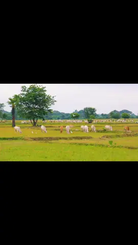 လွမ်းစရာကောင်းလိုက်တဲ့ အညာရှုခင်း မလွမ်းဘယ်သူနေပါ့မလည်း ❤️#အညာမြေရဲ့အလှ #အညာအလှအညာသဘာဝ🥰 #အညာဓလေ့တောဓလေ့ 