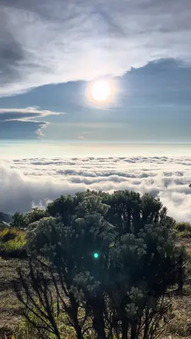 merbabu dengan edelweissnya ✨#merbabu #merbabuviaselo #merbabumountain #gunungmerbabu #pendakiindonesia #pendakigunung 