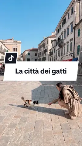 Qui si perde la dignità, vi avverto 🤣 In questa città patrimonio UNESCO alcuni dicono che ci sono più gatti che abitanti, abbiamo provato a chiedere quanti gatti ci siano (io ho avuto la sensazione che fossero un migliaio almeno 🤣) ma pare che nessuno lo sappia con esattezza! Ma perché ci sono così tanti gatti qui? Pare che siano stati portati nell’antichità con le navi mercantili dove erano utili per contrastare i topi. Essendo una cittadina tranquilla e soprattutto, adesso, senza auto.. hanno fatto famiglia! E che famiglia 😆 All’ingresso della città ed in molti negozi si trovano le box per le donazioni per aiutare nella st&rilizz@zione e le cure veterinarie dei mici, due aspetti molto importanti da considerare in questa città piena di mici 🐈‍⬛  Ufficialmente diventata una gattara ✋🏻 #gatti #gatto #gattogram #gattonero #gattorosso #gattara #gattarainside #cittàdeigatti  Europa | Balcani | Cosa fare in Montenegro | Cattaro