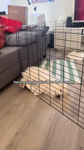 i am so incredibly tired.  #samoyed #samoyedpuppy #samoyeddog #dog #puppy #puppylove #puppies #puppiesoftiktok #dogsoftiktok #samoyedsoftiktok #crazydog 