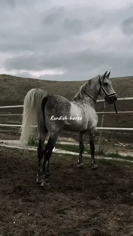 #aspekurdi #kurdistan #foryou #asp #f #ئەسپ_سوارەکان #money #fffffffffffyyyyyyyyyyypppppppppppp #foryoupage #خيل_وخياله🐎 #ئەکتیڤبن🥀🖤ـہہـ٨ــہ #خيل_وخياله🐎🖤ماشاءالله_اللهم_بارك🧿♥️الخيل 