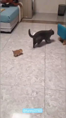 The Making of an Unreliable cat Mom🤣🤣#funny #funnyanimals #funnyvideos #pet #cute #cats #fyp 
