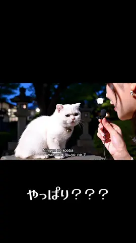 あんまり変なこと言うのやめとこ🐈 #猫#インタビュー#cat