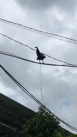 # 🐔❤️