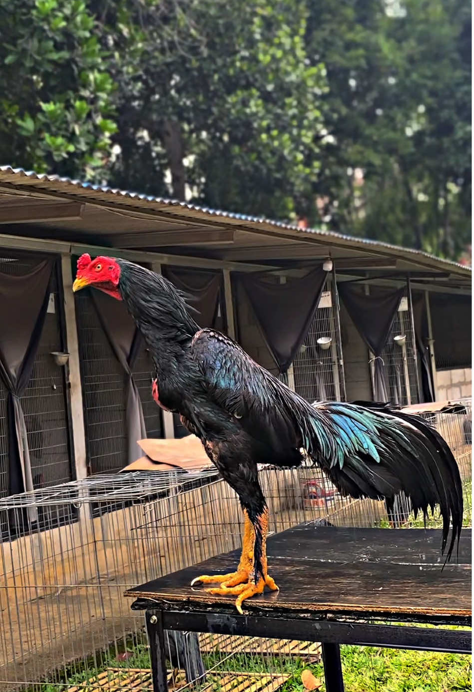 Bingung mau buat story ayam? Ayam Larkumbang, Blackbull. #ayam #khoygon #pakhoy #ayampakhoy #larkumbang #larkumbang #ayamhitam #ayamimport #ayamimportthailand #ayamthailand #hewan #binatang #animal #animals #farm #farmlife #ayambangkoksuper #ayambangkok #ayamshamo #peternakan #peternakanayam #unggas 