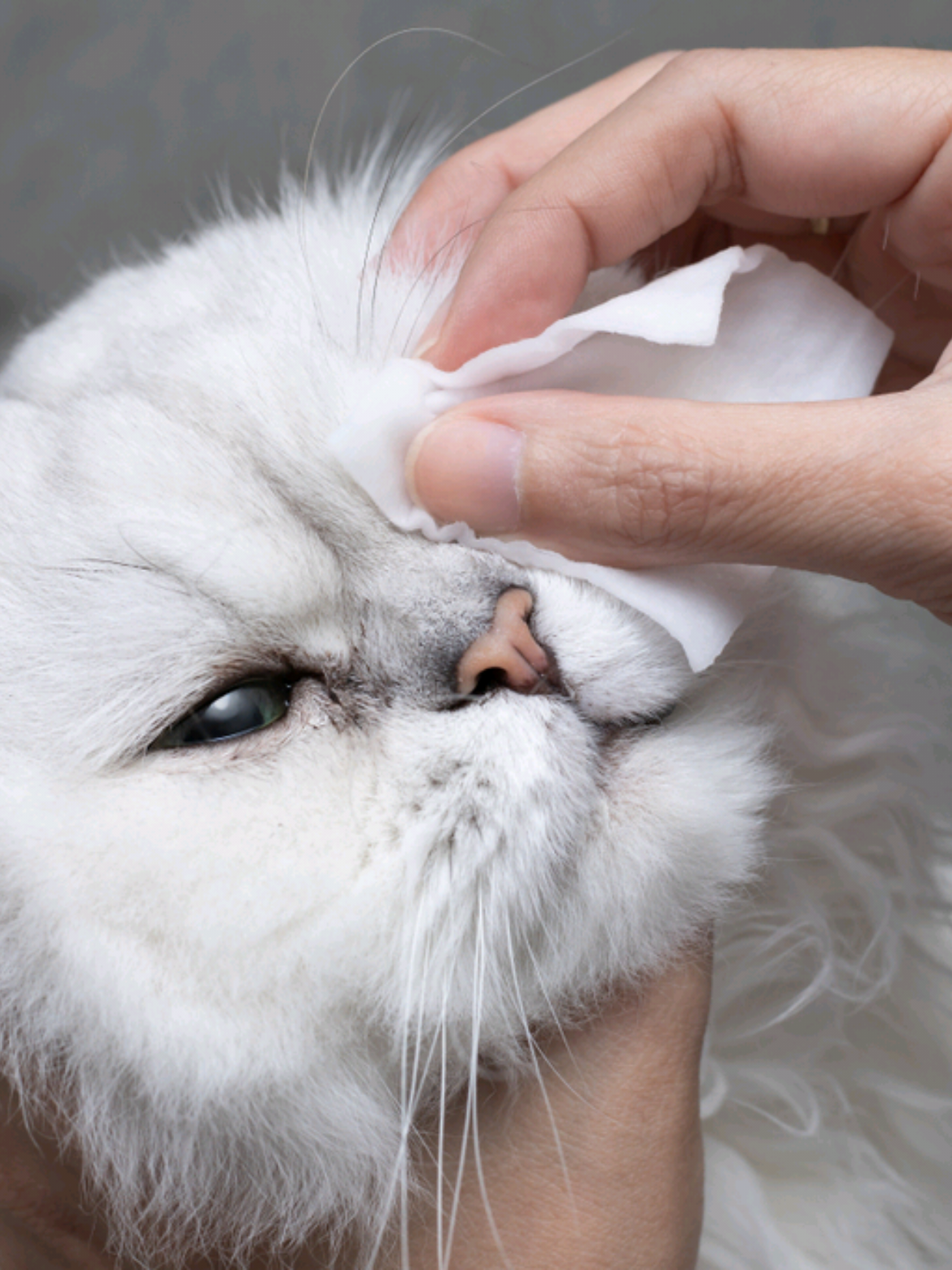 Tunggu apa lagi? Jom!! beli sekarang di Dz vet clinic sengkurong #dz #klinikhaiwanbrunei #vet #cat #brunei #clinichaiwan #