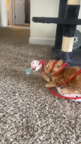 Cat: Somebody help me!🤣#cat #usa #cats #catlover #funny #funnytiktok #funnycat 