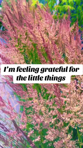 #mindset #grateful #peaceful #joy #happylife #simple 