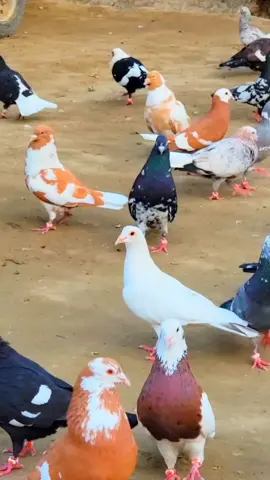 #PigeonLovers #KabootarBazi #pigeon 