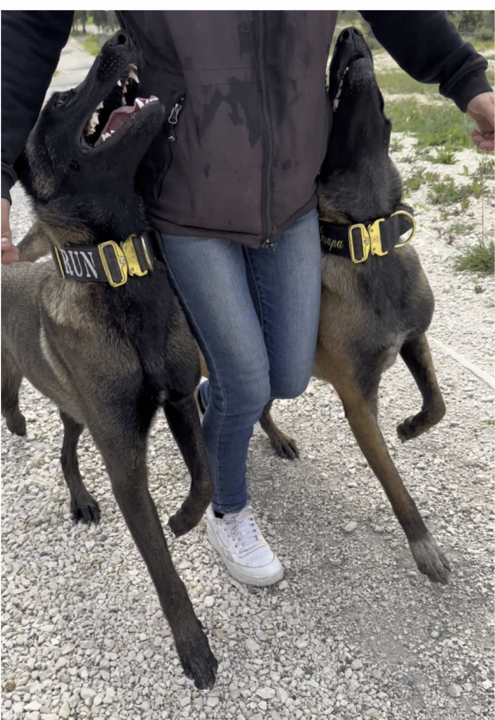Malinois Focus / Heeling ⚖️ #heeling #dogsvideo #dogstraining #tactiqueknine #chiens #workingdog #working #motivation #trainingmotivation #dogobedience #marcheaupied #drive #driveandfocus #marcheenfocus #dogcontrol #obedienciacanina #obeissancecanine #disipline #k9 #k9training #k9handler 