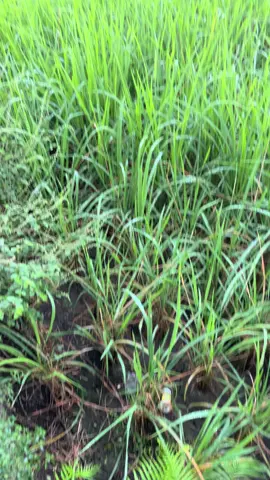 vibesnya menjelang maghrib#fayakularobbiakhortani #jiharkah #soremenjelangmagrib  #fyppppppppppppppppppppppp 