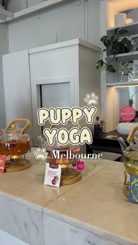 Yoga vibes + puppy cuddles = best combo ever! 🧘‍♀️🐶💖  Watch till the end for all the cuteness overload at @Puppy Yoga Melbourne, Melbourne!  Would you join? Tell me below! 👇 #puppyyoga #yoga #melbourne #puppylove 