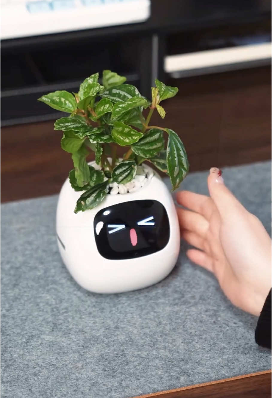 Smart flower pots are really cool#intelligentflowerpot #botany #growingflowers 