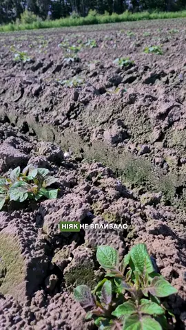 А більше цікавих фактів про картоплю і не тільки у нас на акаунті. Підписуйтесь!🌿  #картопля #садгород #професійненасіння