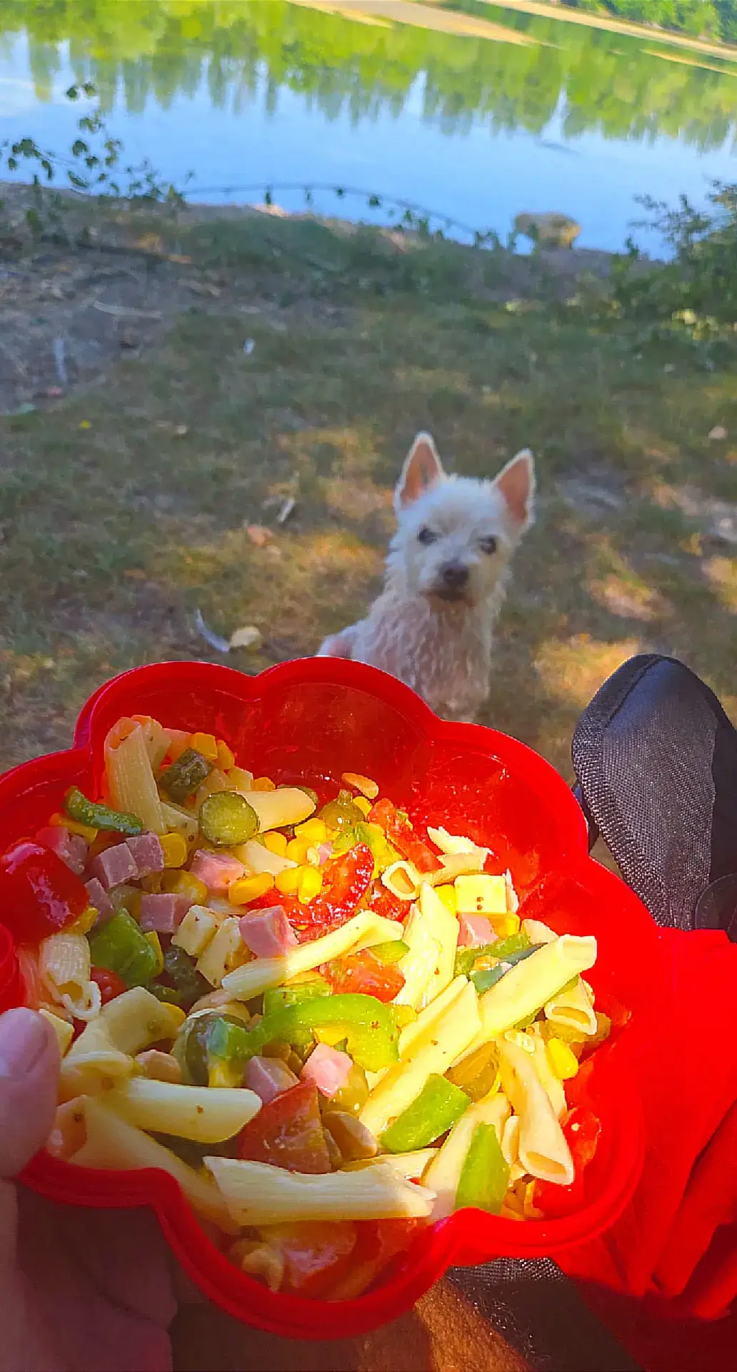 #salade #salad #dog #lake #detente #zen 