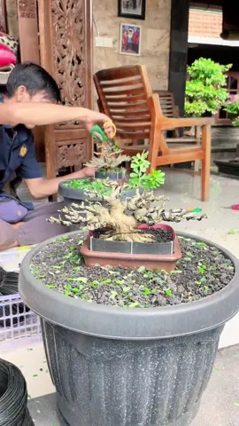 Persiapan😁 #themax30cm #saengsimbur #saengsimburindonesia #bonsailovers 