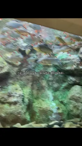 ขอให้วันข้างหน้าเป็นวันที่ดี#ฟีดดดシ #ดันฟีดหน่อยค่ะติ๊กตอก #ดีใจรึเปล่า ที่กูจะย้ายร.ร😕