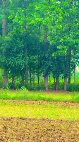 🌾🍃❤️🌅🌴