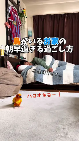 鳥さんがいるとこんな感じの朝になる？🦜 丁寧な暮らしにはなりますね！ ただ...🥱w #インコ #インコのいる生活 #インコのいる暮らし #コガネメキシコインコ #鳥と芸人 #PANA #善逸 #日常 