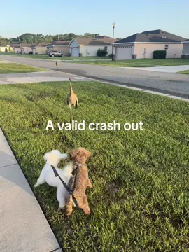 I fear my dogs are both about that life, especially Archie. Why does this song fit the full video tho? 🫣 #fyp #puppytiktok #dailyvlog #dogsoftiktok #puppylife #puppiesoftiktok #puppylove #hitemup #blackgirltiktokers🤎 