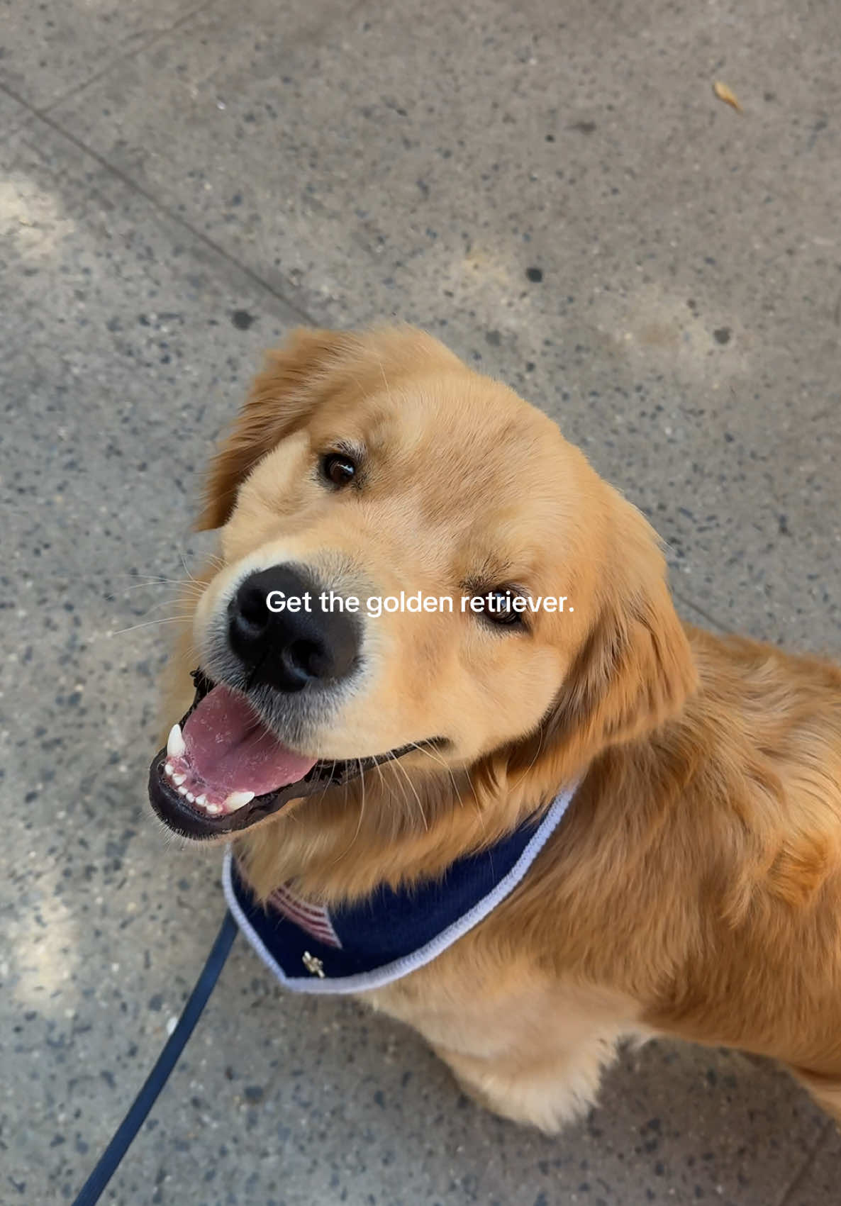 what more do you need??? #goldenretriever #dogsoftiktok #fyp #dogtok #goldenretrieverlife 