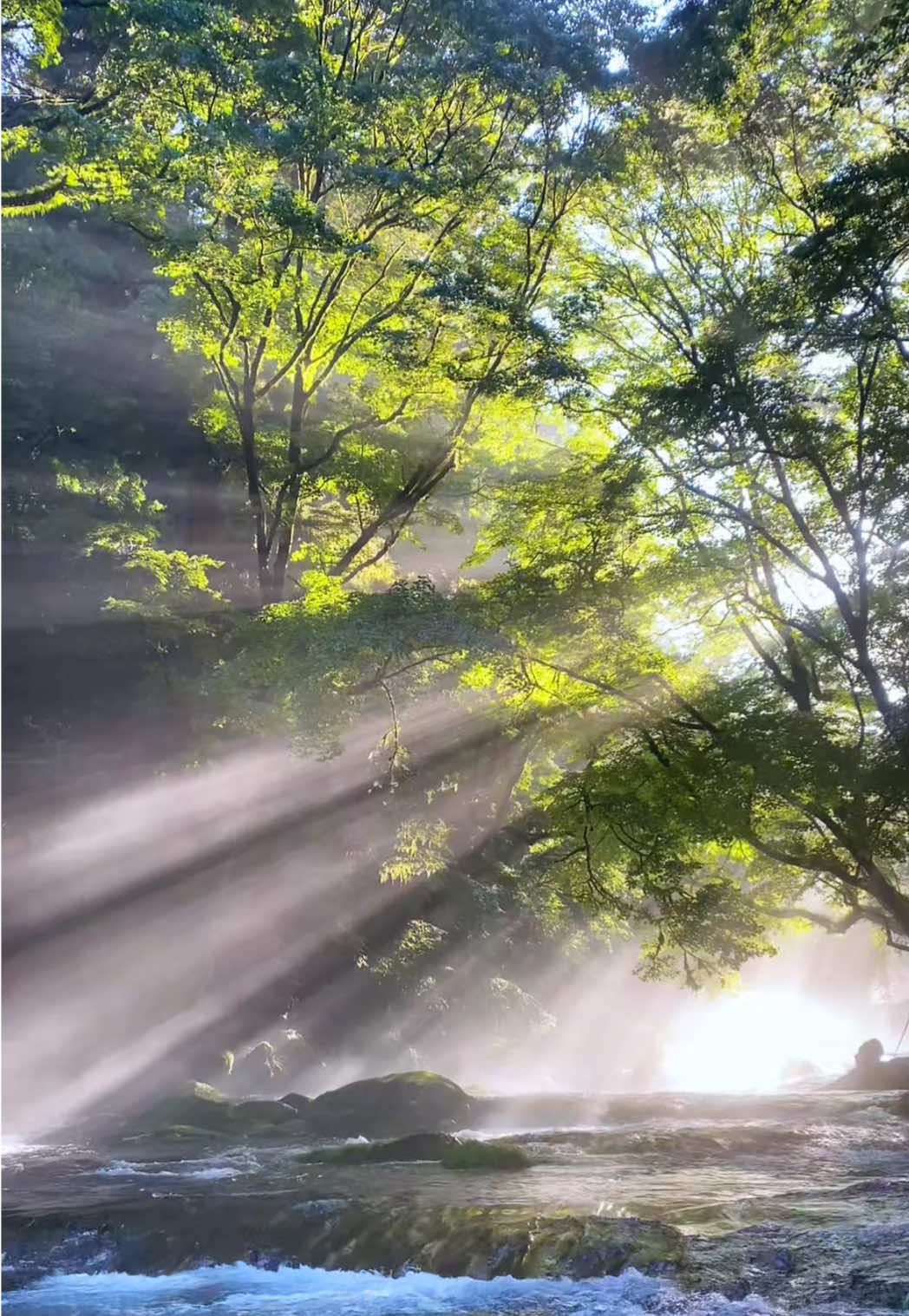 今年の夏、絶対に行ってほしい絶景スポット🌱 条件が揃えば「光芒」を見ることができる！ マイナスイオンが凄すぎて寒いくらいあった🥶 #日本 #JAPAN #九州 #熊本 #阿蘇 #菊池渓谷 #夏 #自然 #絶景 #japantravel #おすすめ 