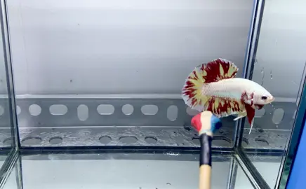 Đẳng cấp số1 thế giới Betta gọi tên e -  Dargon nemo (fire).  🐉 🔥. #xuhuong #bettathailand🇨🇷 #bettavietnam🇻🇳🇻🇳🇻🇳 @Betta_Ng..Quân 