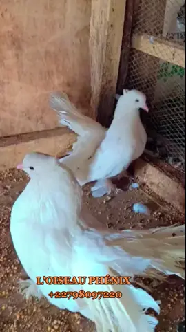 #elevagedepigeons #pigeons #pigeonderaces #colombophile #niameyniger🇳🇪💃🏻🔥 #tiktoknigerienne🇳🇪 #pourtoii #viraltiktok
