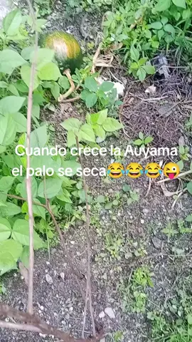 😂🤪 Recogiendo Auyama del Patio 💪