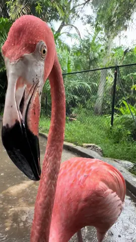 Weather report from James today🎤🦩 #james #flamingo #weather #rainyday #weatherman #jamestheflamingo #flamingosoftiktok #flamingos #fyp #birdsoftiktok #bird #funny #pinkpinkpink #cute #animals #badvibes 