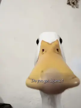 dejavu.. #ni_ki #nishimurariki #enhypen #memes #fyp #foryou #edits #jokes 