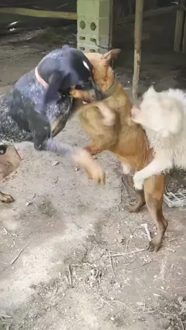 những chú chó tinh nghịch.#lovelydogs #cutedogs #dogsoftiktok #fyp #xuhuongtiktok 