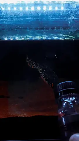 Boom💥 pelet ultraman feat kapsul supersonic #redmaruindonesia 