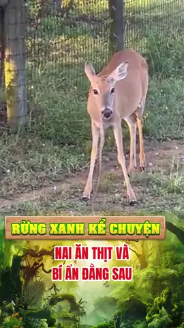 Nai ăn thịt và bí ẩn đằng sau đó. #ĐộngVậtThôngMinh #yeudongvat  #khampha #thếgiớiđộngvật #kienthucthuvi #khamphathegioi 