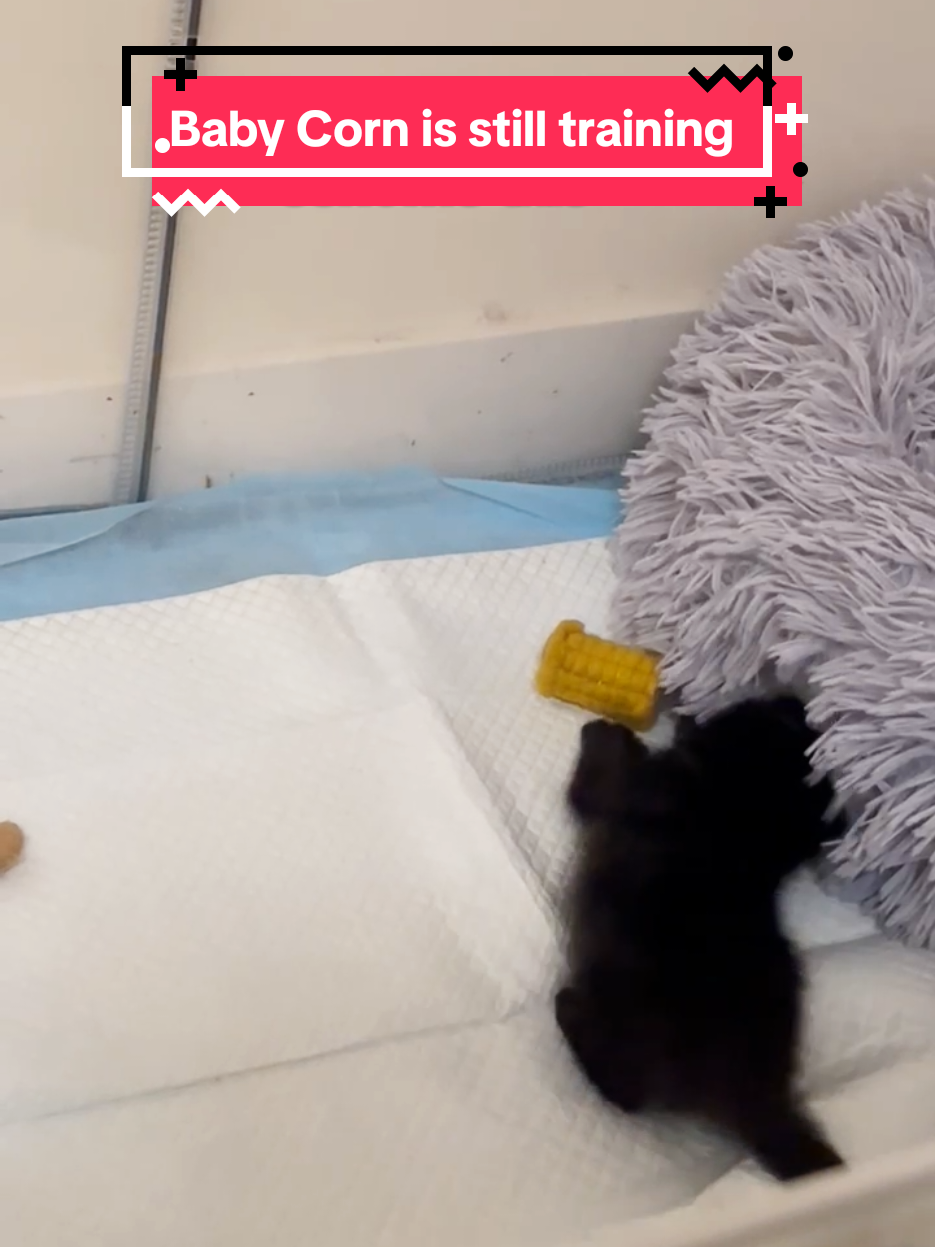 You better watch out corn. Baby Corn is serious about this rematch. #babycorncat #wobblycat #kitten 
