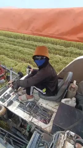 Bữa nay cắt ở Vĩnh Lợi ##