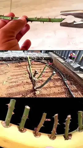 بهاي الطريقة تجعل ورد الجوري يزهر طوال العام   اسرار الزراعة Farming secrets