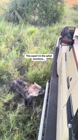 Not your average car enthusiast! What an incredible sighting of some very curious hyena at Macatoo Camp in the Okavango Delta, Botswana. These playful cubs were very curious and interested in the safari vehicle - even taking a little chew! #wildlife #encounter #hyena #onsafari #nature #funnyanimals #cute #pups #playful #sweet 