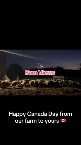 #canadaday🇨🇦 #canada #canadian #ontariosheep #flock 