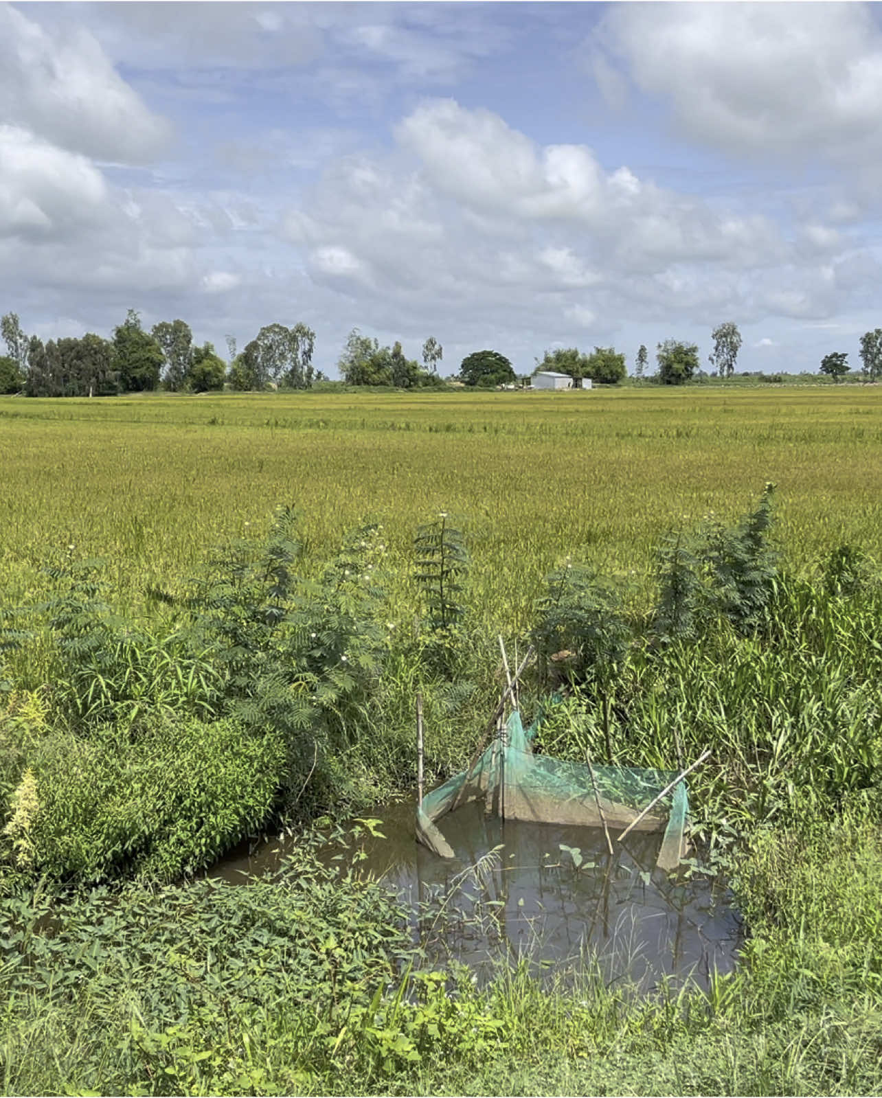 Nhìn kìa ruộng xanh…🌾🪷 #chill #canhdepthiennhien #lua #sen #binhyen #66đồngtháp 
