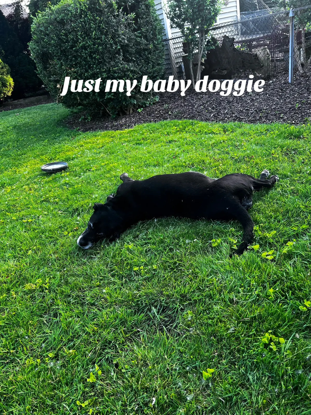 Got my baby in one of the lowest points in my life. She was 6 weeks old when I got her and a few days after I was laid off work. She has been there before I met my wife and had kids. She growing old and before you know it she will be where all good dogs go. #tetcha #dogs #mybabydoggie #mybabydoggy #forevergrateful #fpy 