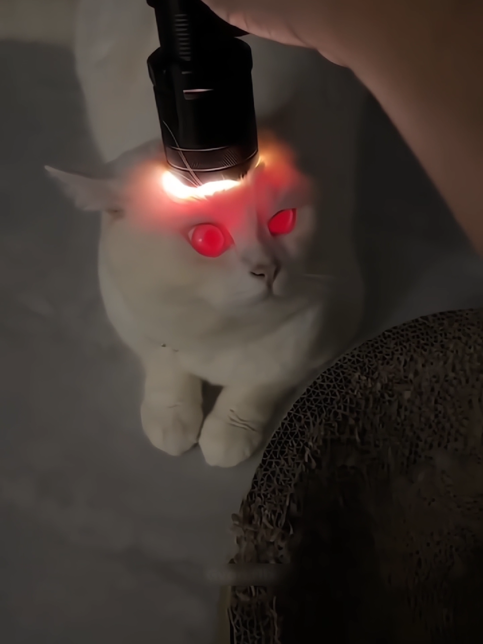 Why Do Cats' Eyes Glow Red in Torchlight? #fyp #LearnOnTikTok #viral #video #foryou #new #amazing #fact #facocean #factflare #viralvideo #foryoupage 