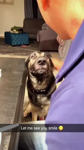 Try not to laugh when you watch 😂😂😂 #funny #dog #animals #funnyvideos #cat #haha #pet #funnypets #PetsOfTikTok #PetsOfTikTok 